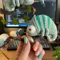 Chameleon Conrad Musical Toy Amigurumi Pattern step 3 - details and accessories